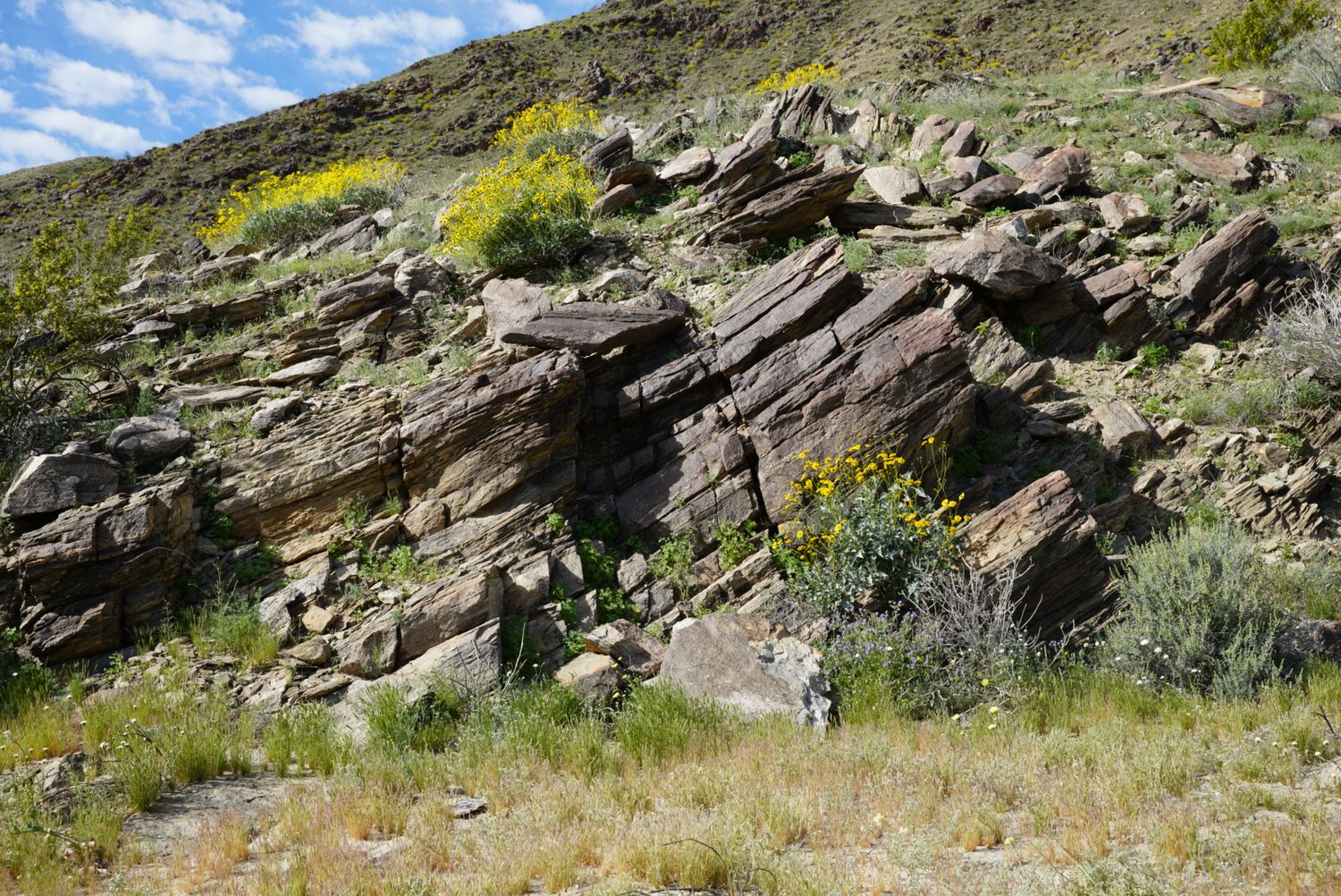 Yellow wildflowers grow among large layered rock formations on a desert hillside.