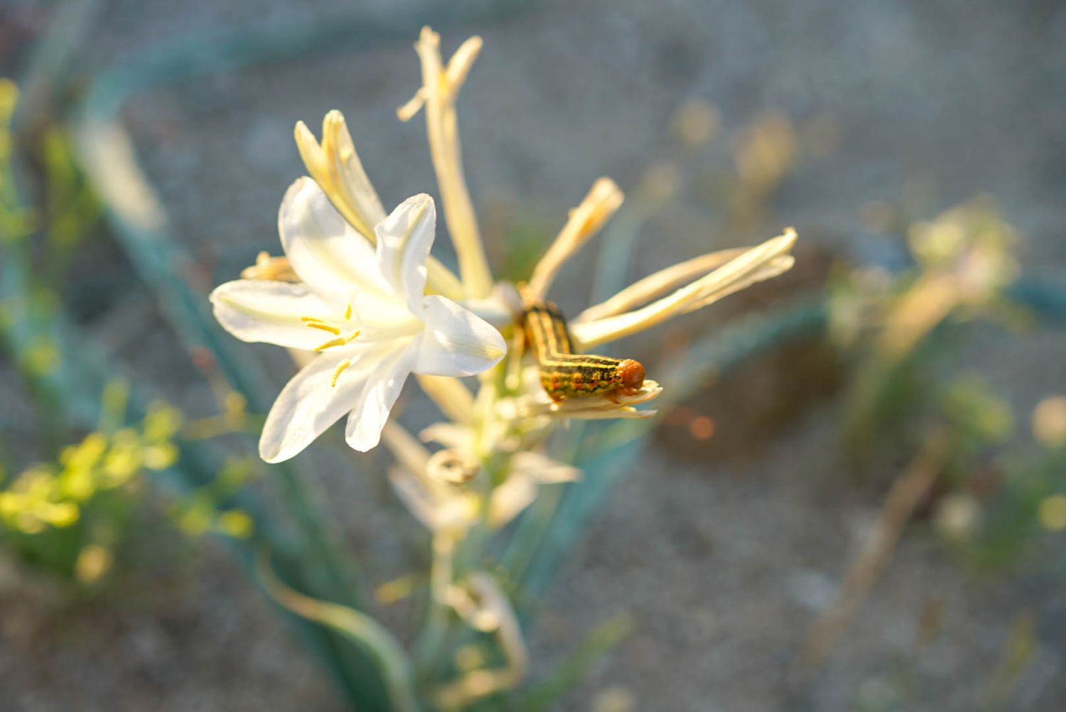 Macro shot of a white desert wildflower with golden stamens against a blurred sandy background.