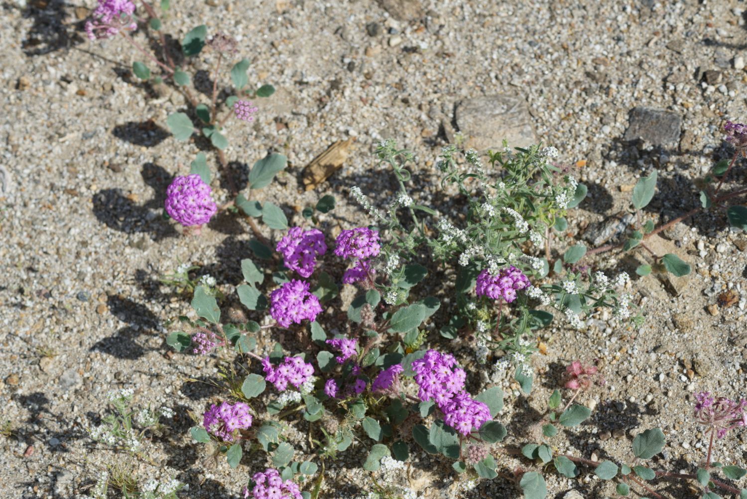 Clusters of pink sand verbena wildflowers bloom low across a sandy desert floor.