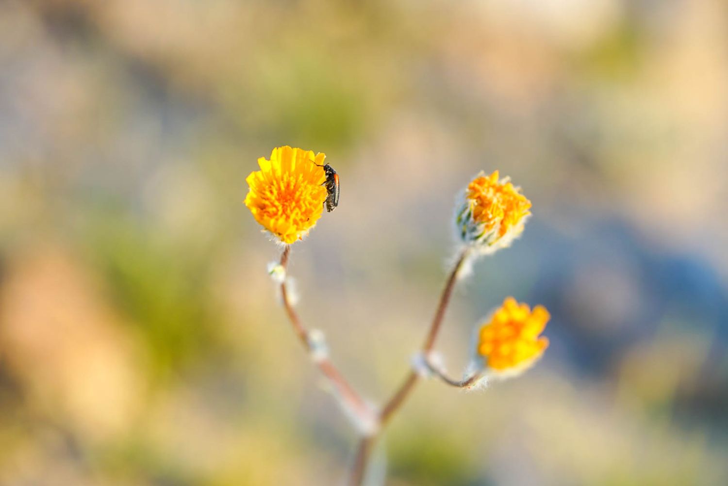 Three bright orange desert wildflowers with fuzzy stems in soft focus natural outdoor setting.