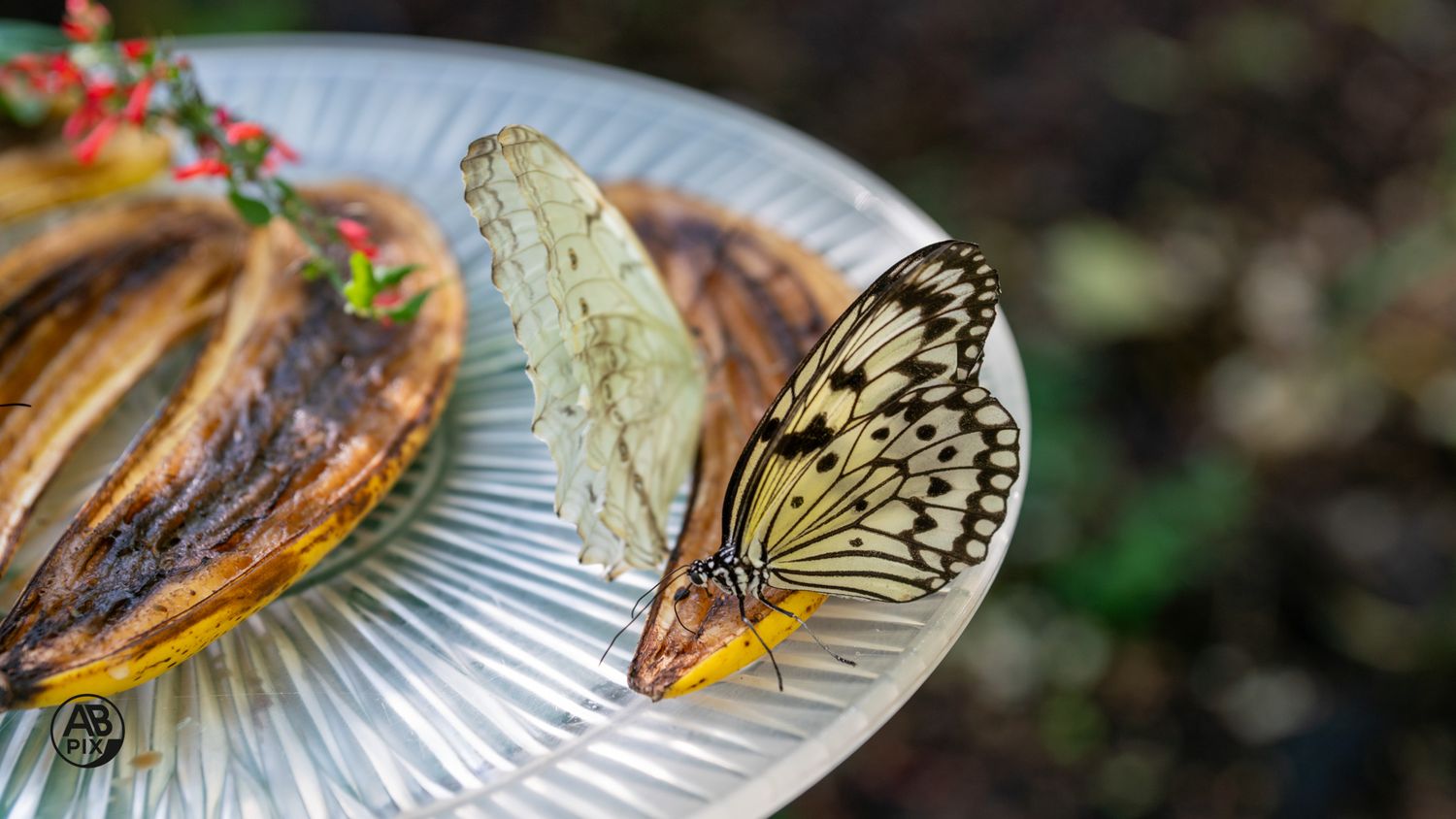 A black and white Paper Kite butterfly feeding on a plate of tropical fruit slices.