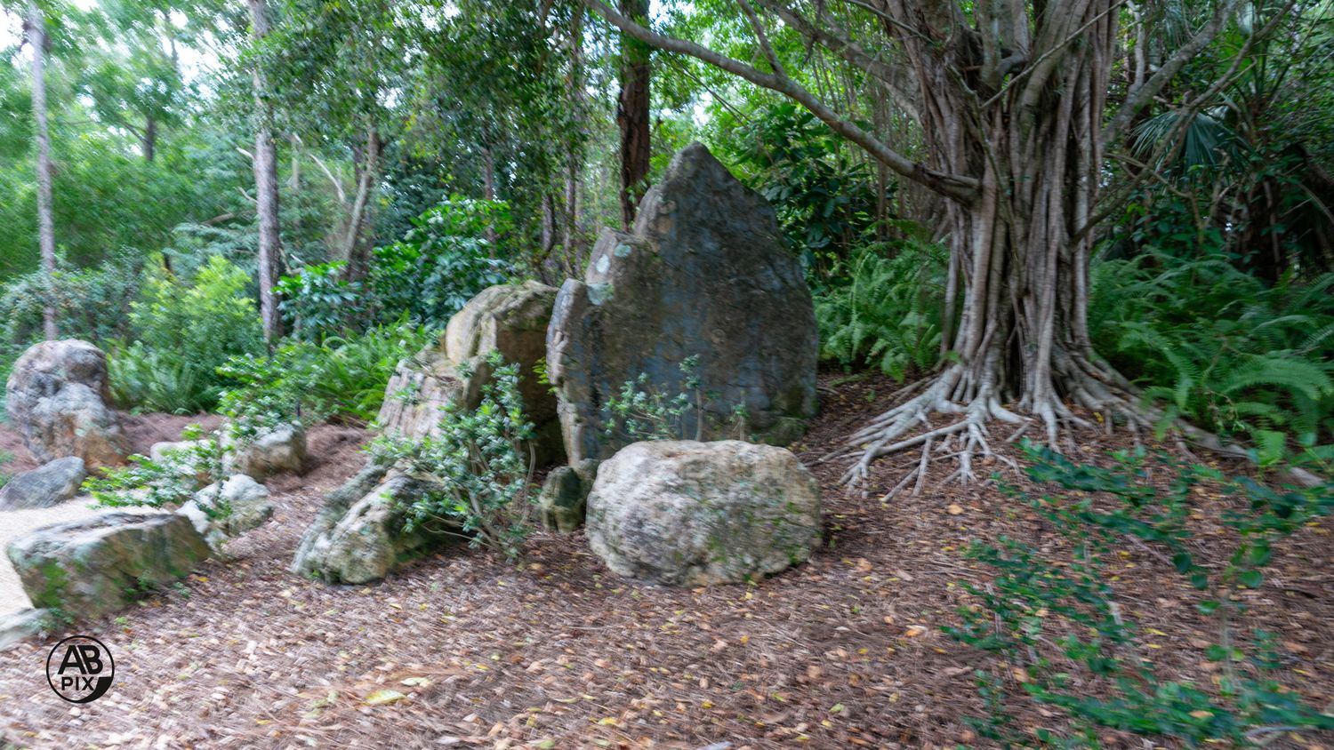 Large moss-covered boulders surrounded by lush tropical greenery and exposed tree roots in a natural garden setting.