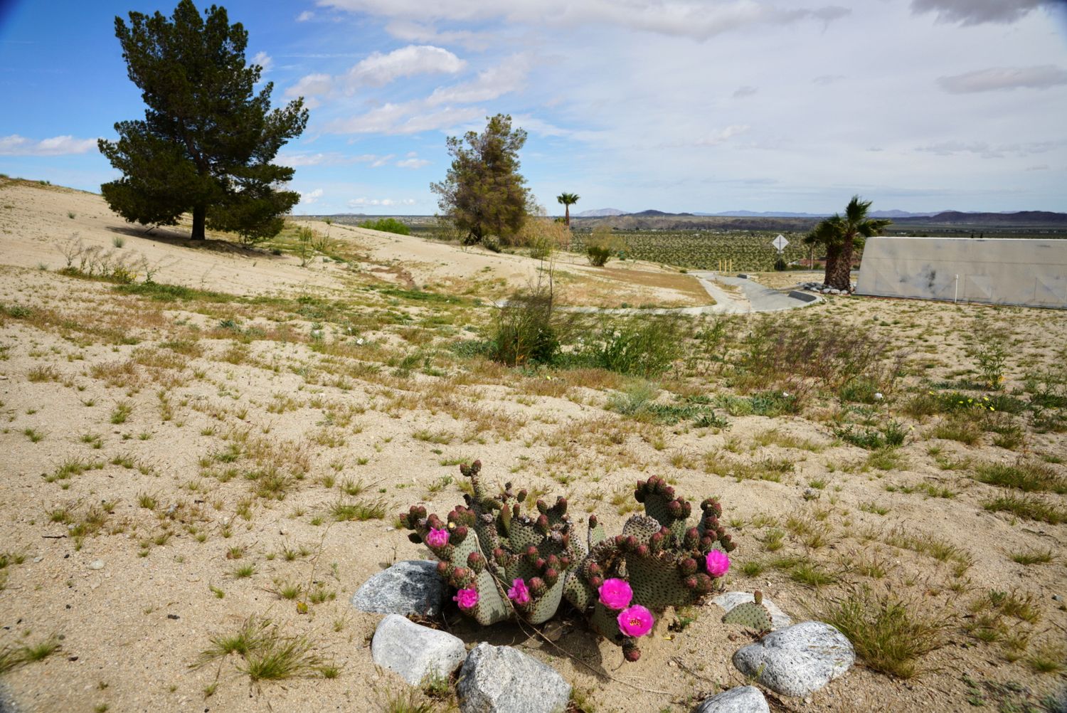 Blooming pink prickly pear cactus surrounded by rocks near a desert road with trees and mountains beyond.