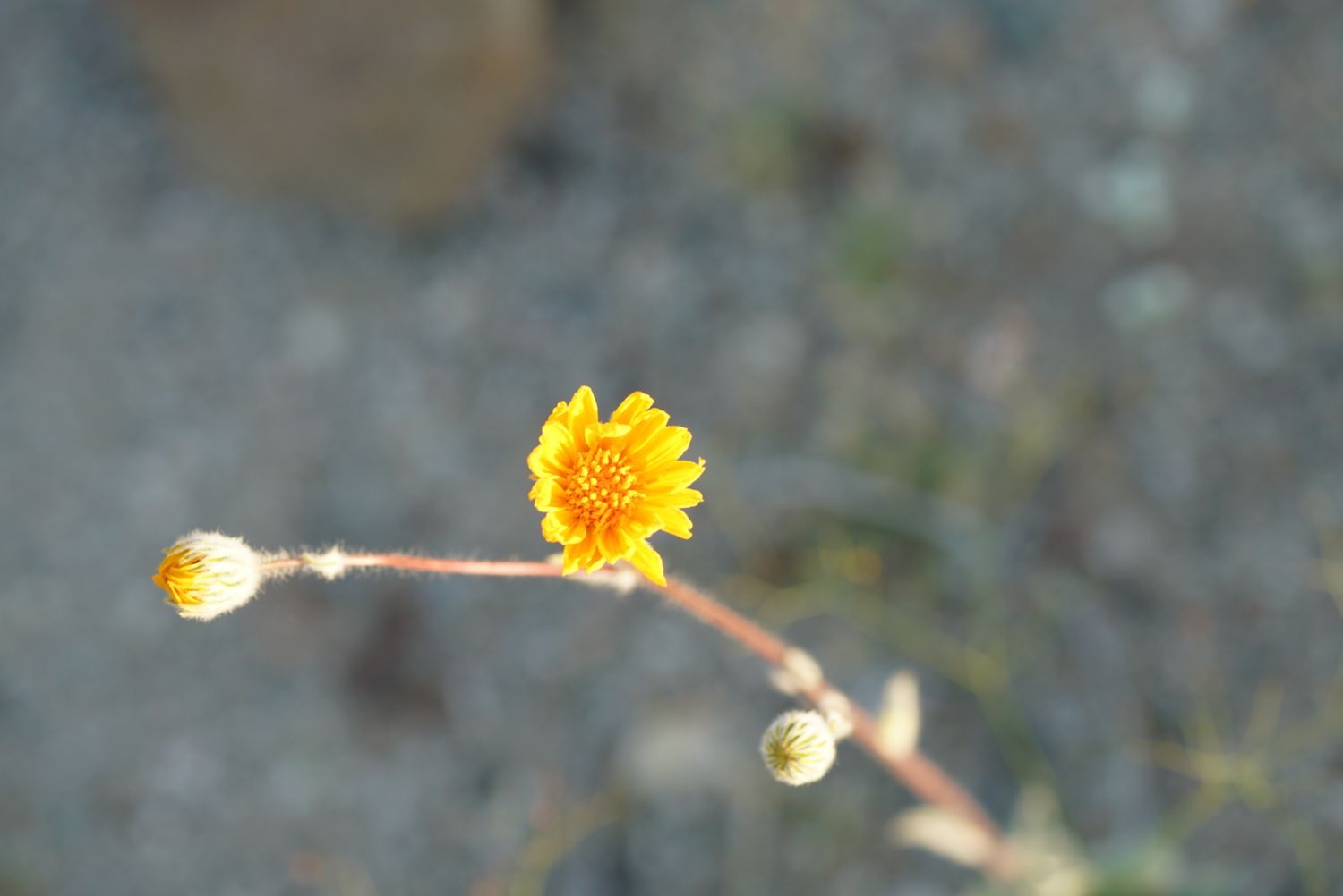 Bright orange desert wildflower with buds on slender stem against blurred background.