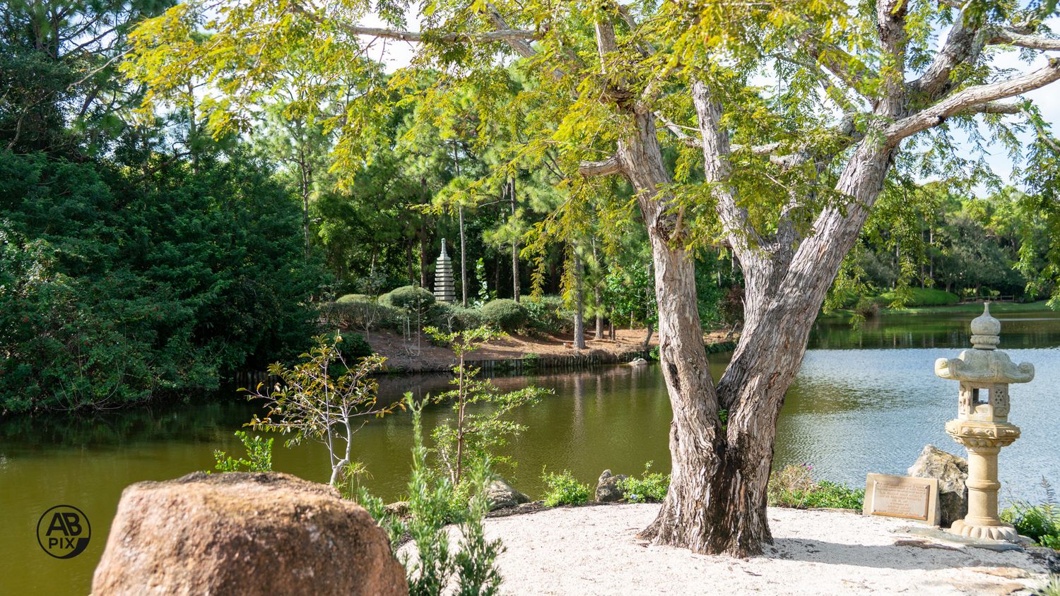 Stone lantern beside a large tree overlooking a tranquil Japanese garden pond.