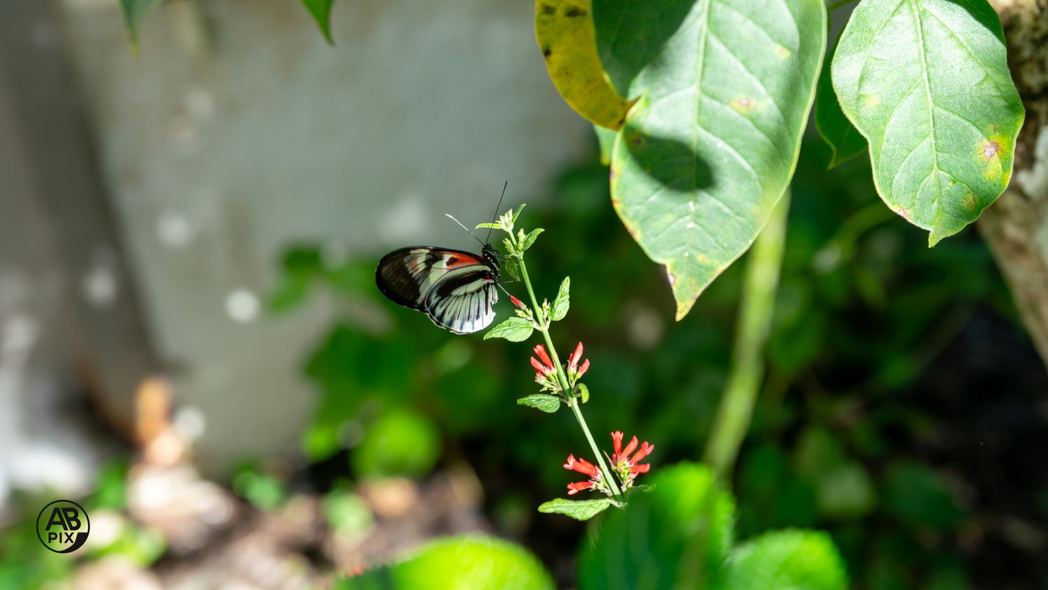 Small black and red butterfly perched on tiny red wildflowers among green plants in natural habitat.