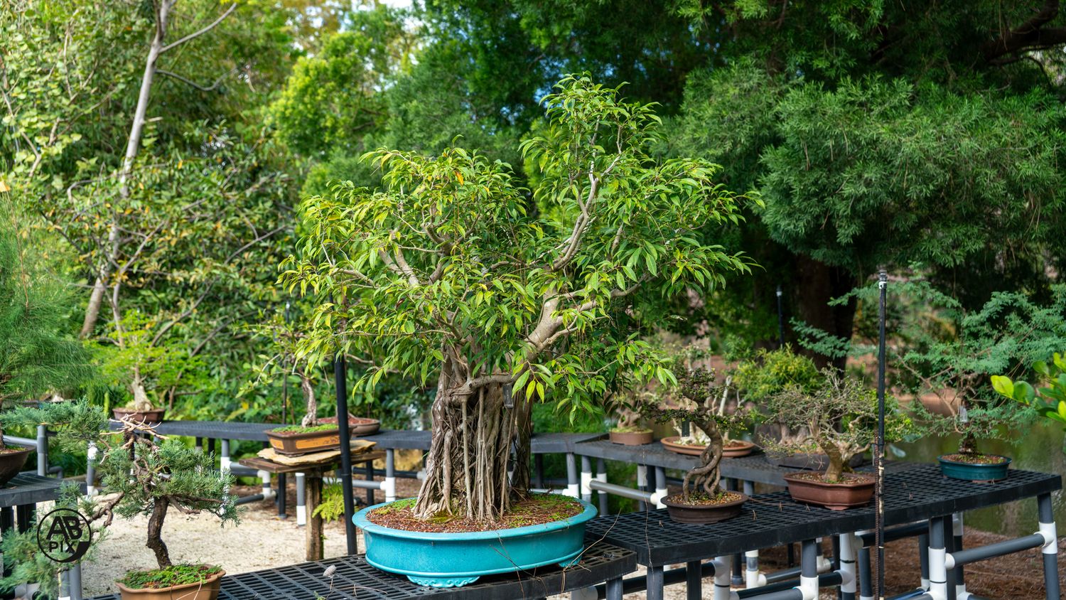 Bonsai trees displayed on outdoor tables in a lush Japanese garden setting.