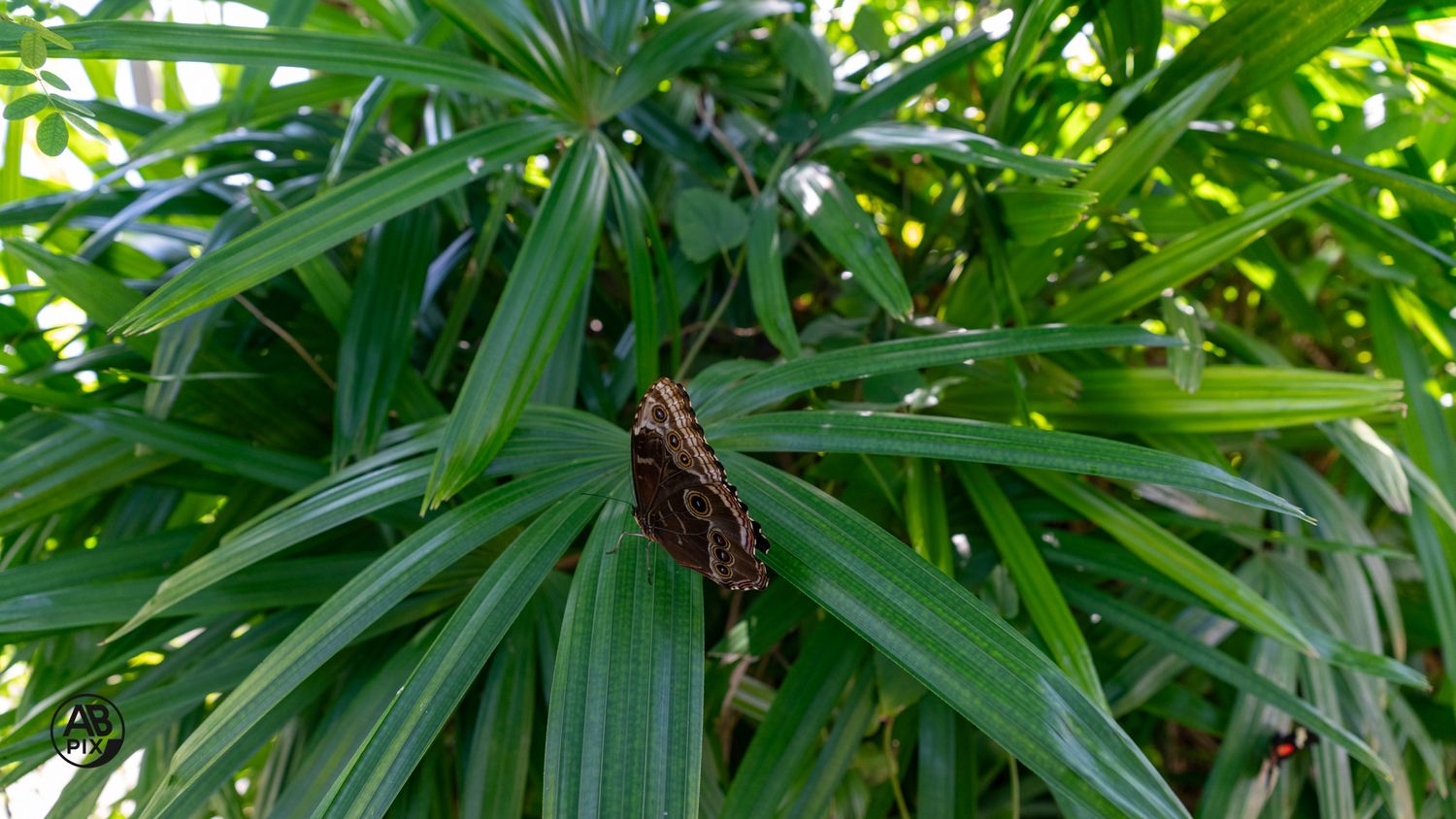 Lush green tropical palm plant with dried brown seed clusters in a garden setting.