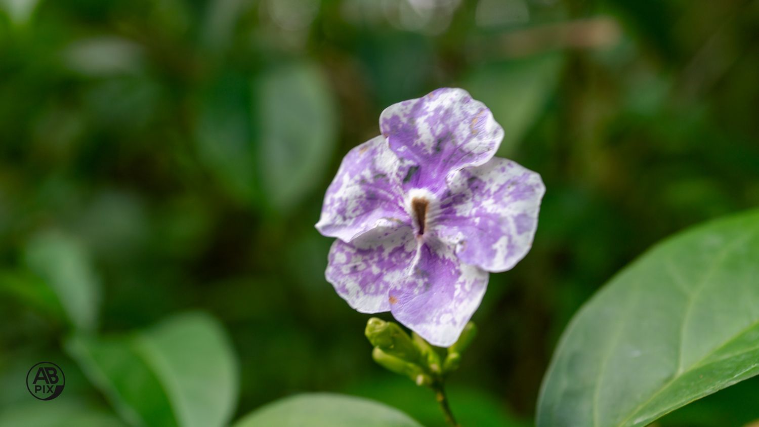 Close-up of a beautiful purple and white flower with delicate petals surrounded by green leaves.