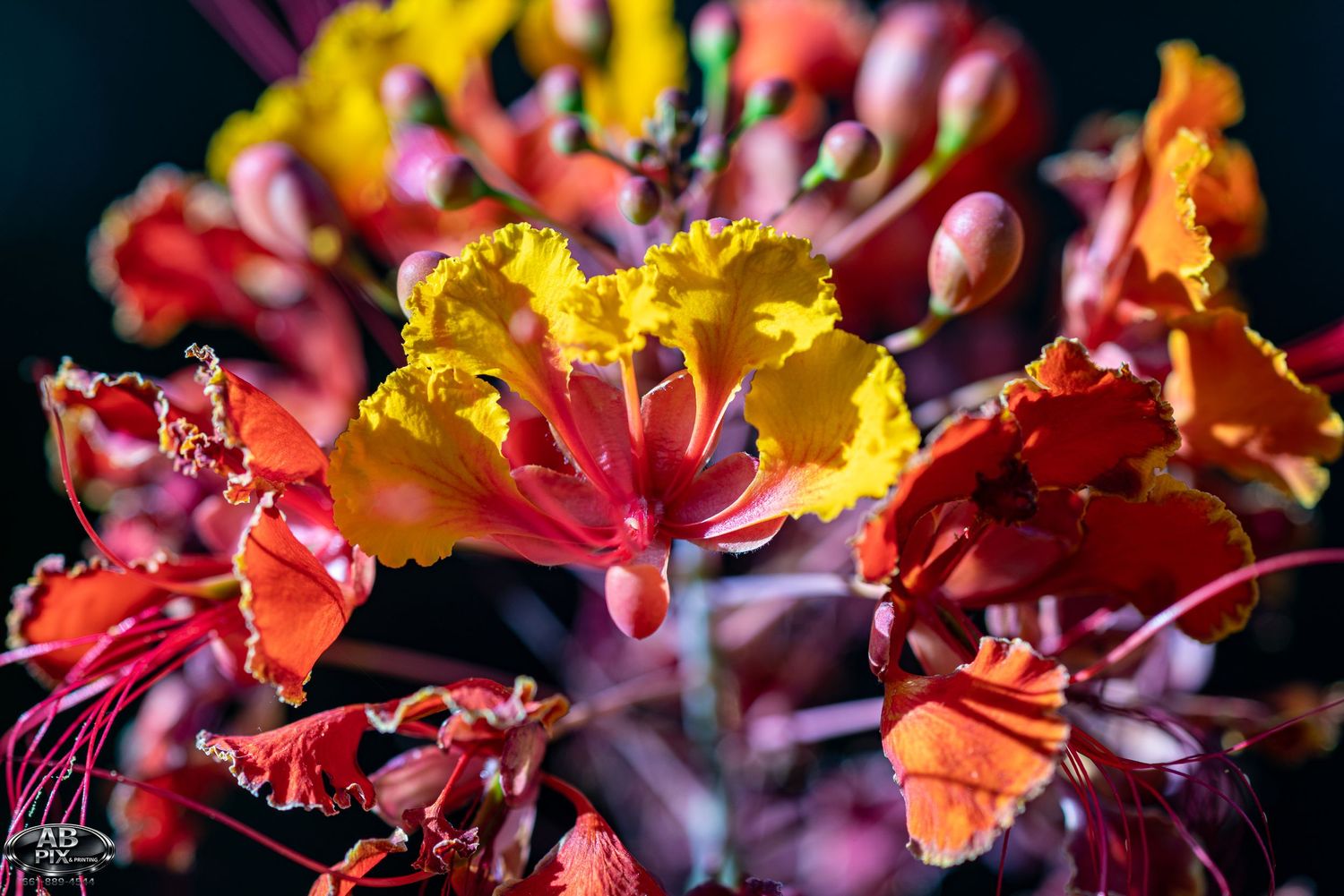 Vibrant red and yellow tropical flowers in full bloom against a dark background, showcasing exotic floral beauty.