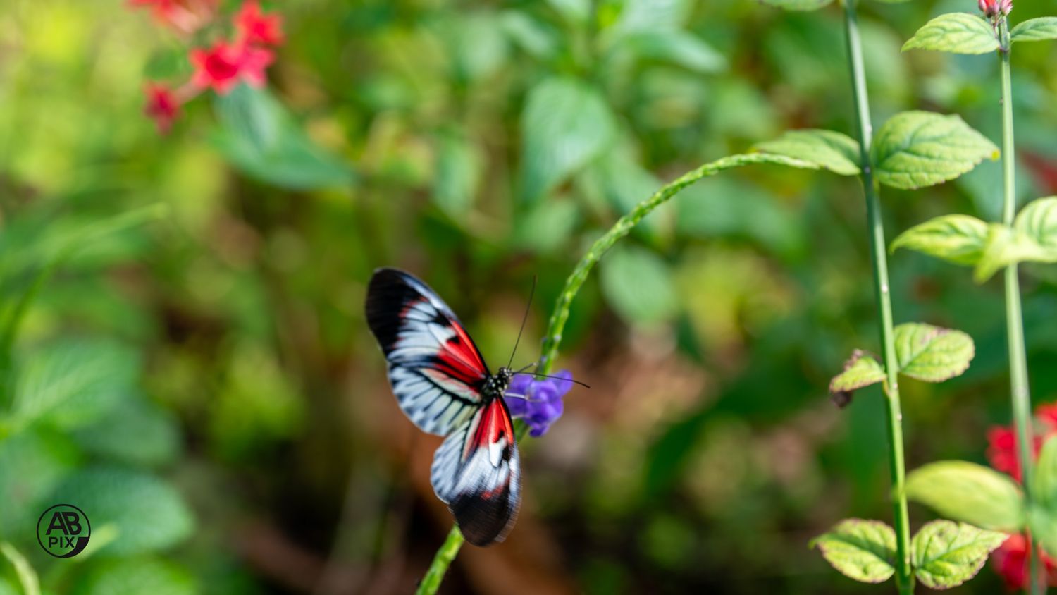 Beautiful piano key butterfly with red black and white wings on a purple wildflower.