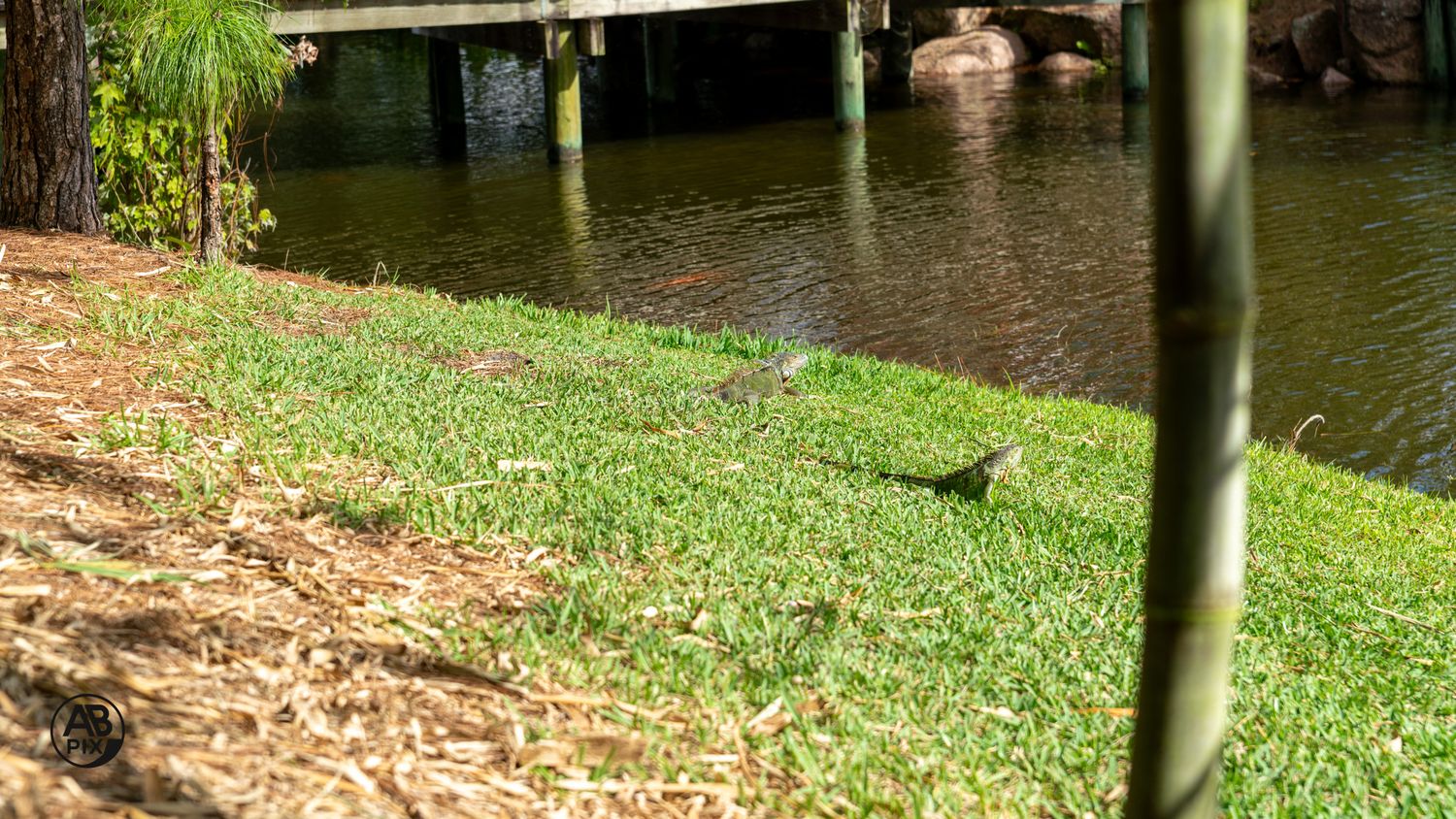 Small bird foraging on green grass near the edge of a calm pond in a natural park setting.