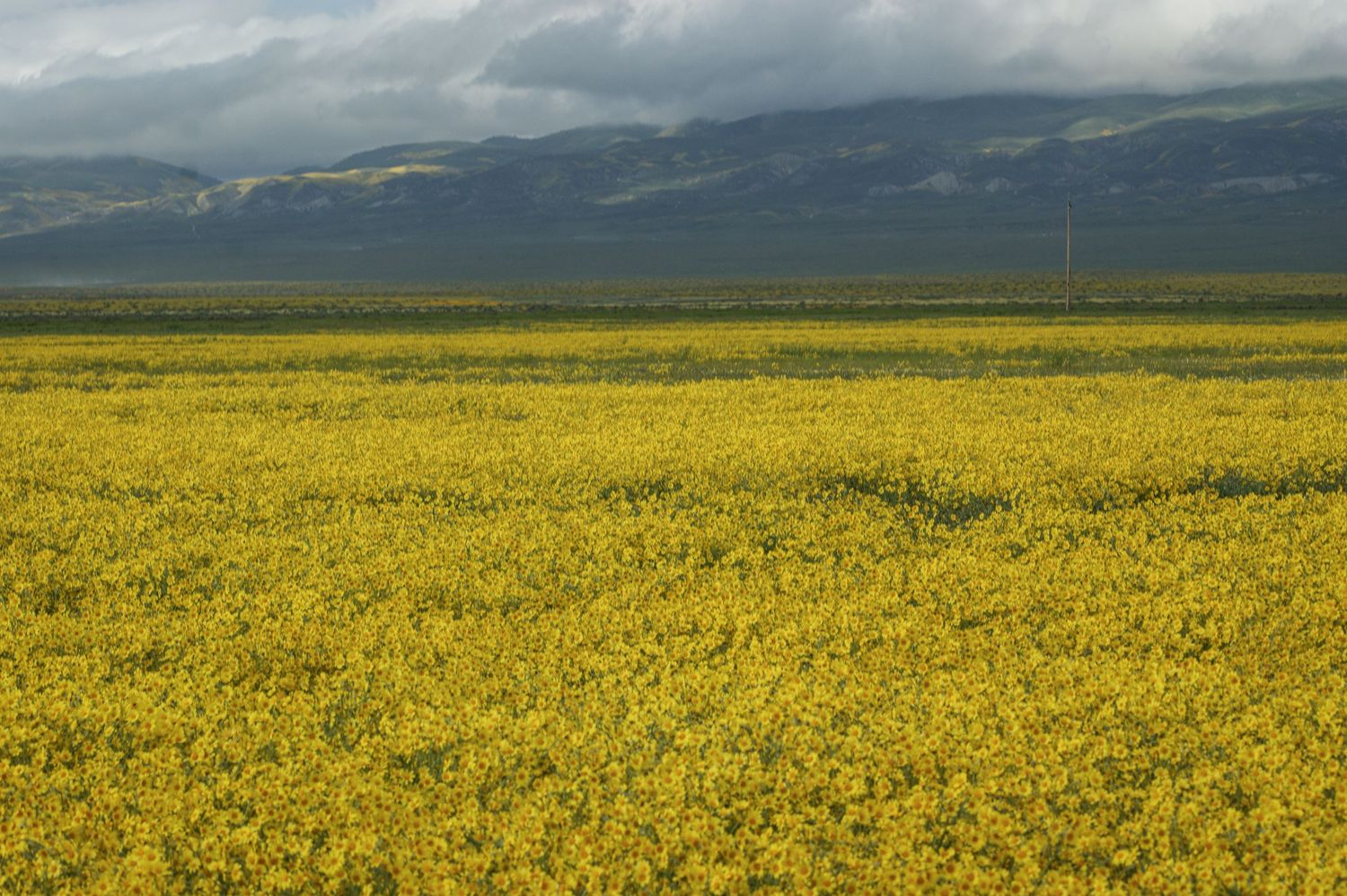 Vast field of bright yellow wildflowers stretching to mountain ranges under a cloudy sky.