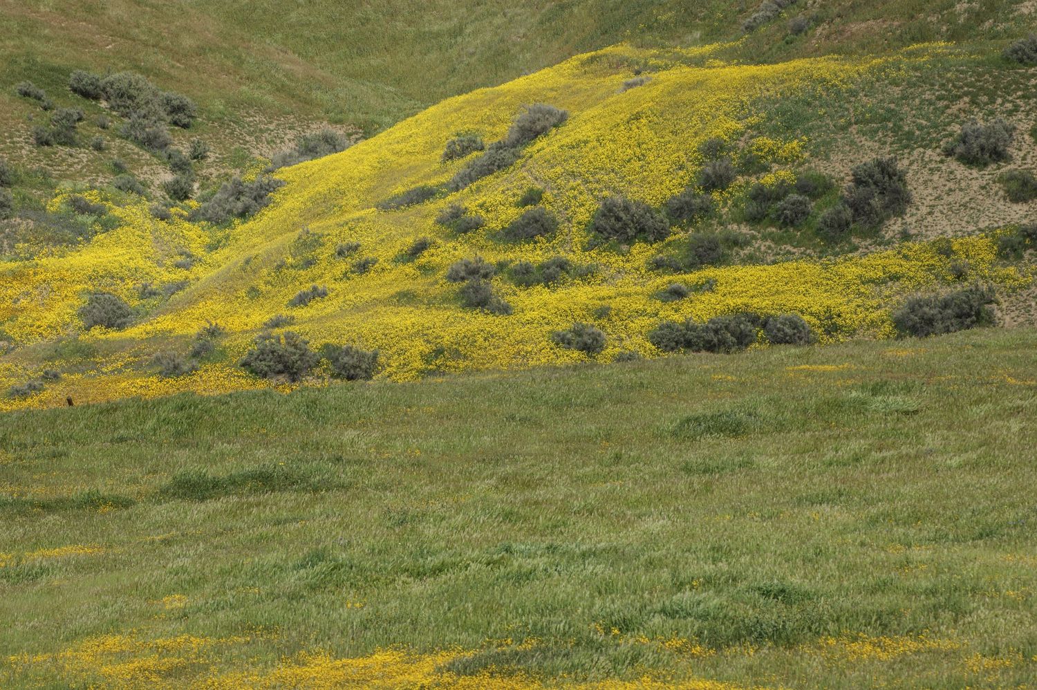 Vibrant yellow wildflowers blanket green California hillside during spring superbloom season.
