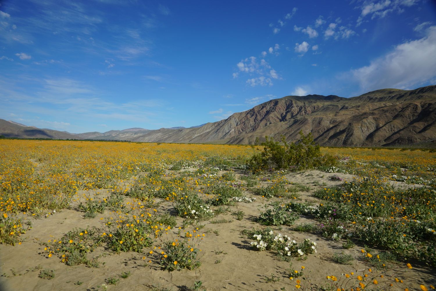 Stunning desert superbloom with yellow wildflowers blanketing sandy terrain beneath rocky mountains and partly cloudy sky.