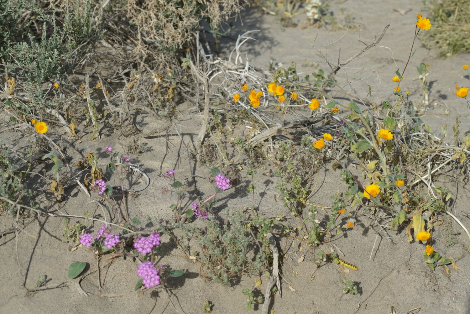 Purple sand verbena and yellow California poppies blooming together in sandy desert terrain.