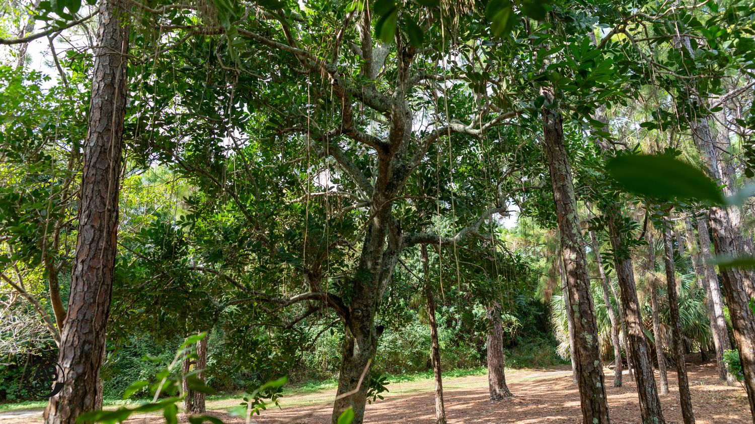 Sunlit forest path with tall trees draped in Spanish moss creating a peaceful natural canopy.