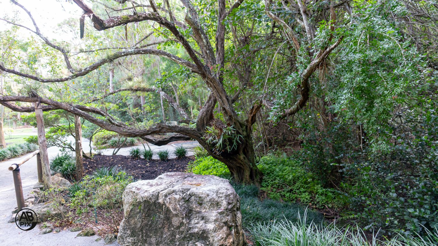 Ancient gnarled tree with sprawling branches over large rocks in a lush green garden landscape.