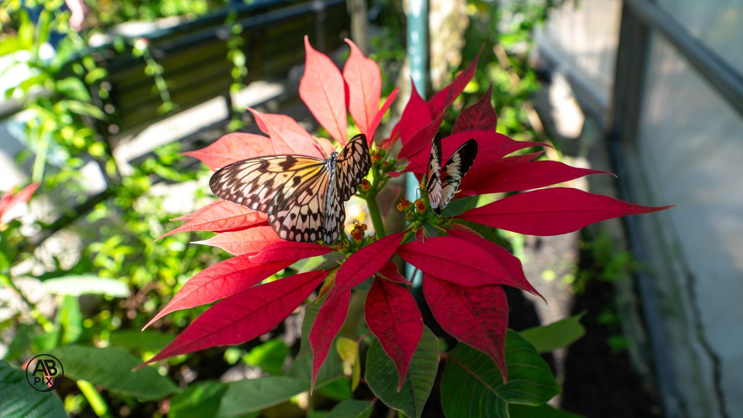 Colorful butterfly resting on vivid red poinsettia leaves in a lush tropical garden.
