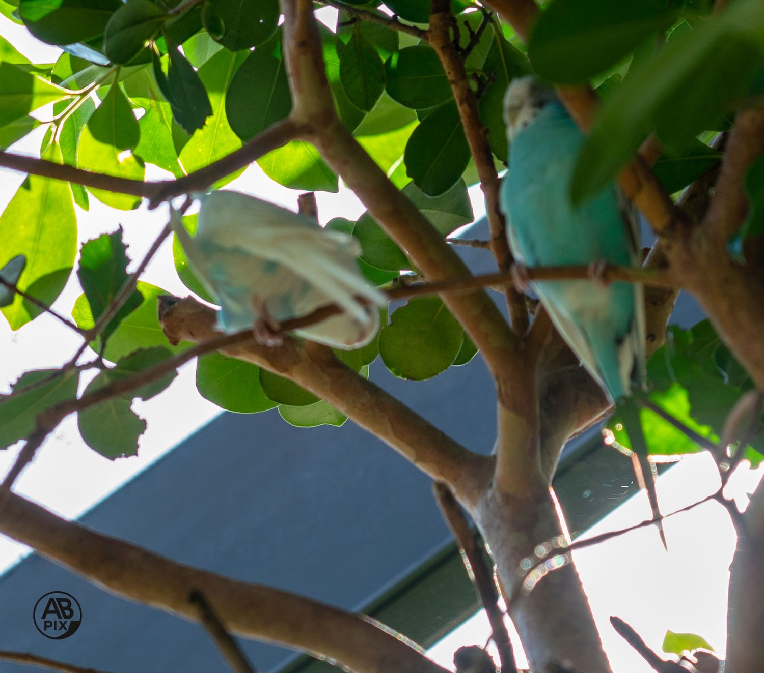 Two light blue budgerigars perched on branches among green leaves inside an aviary.