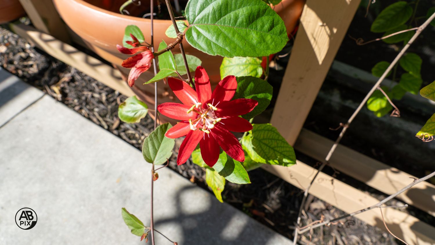 A vivid red passionflower climbing on thin wire supports in a sunny garden setting.