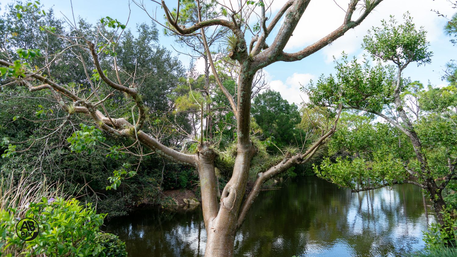 Bare branching tree rising above green shrubs beside a calm reflective pond.
