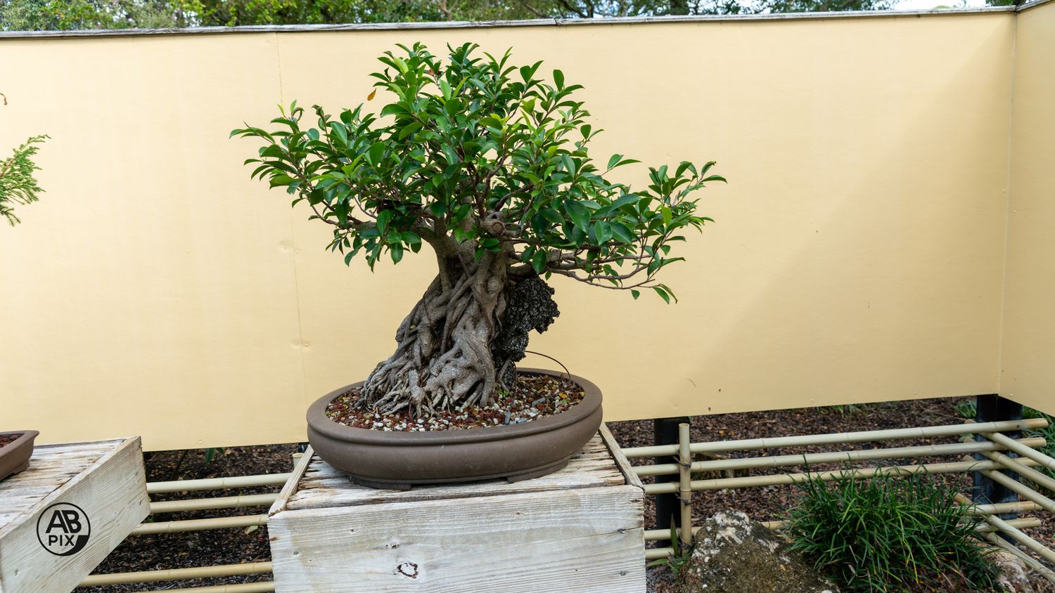 A Ficus bonsai tree with twisted trunk displayed in a brown oval pot on a shelf.