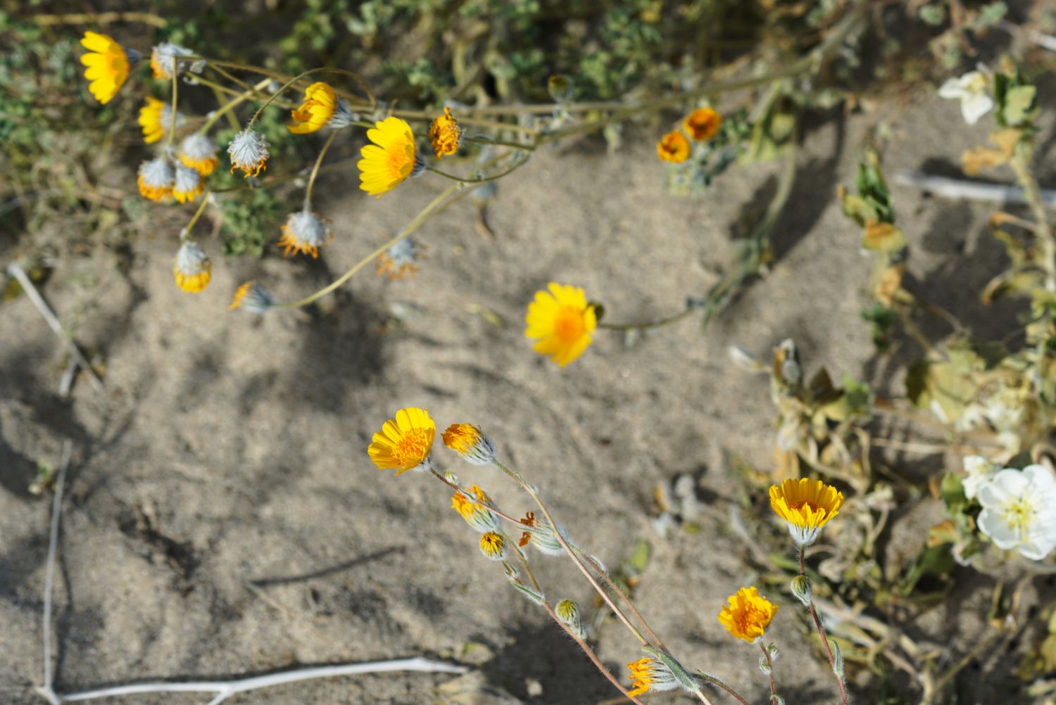 Bright yellow desert wildflowers with thin stems blooming over sandy ground in arid landscape.