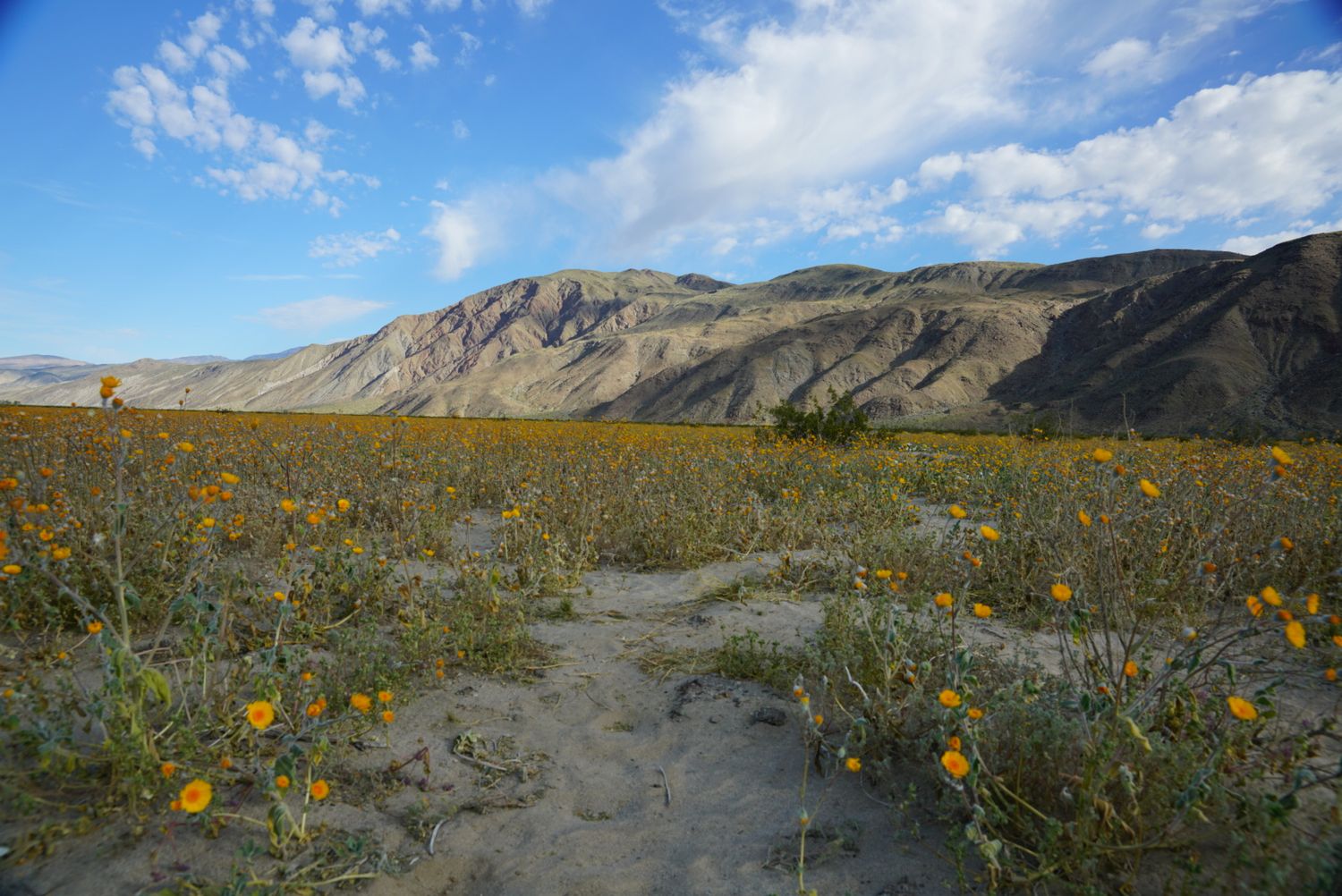 Yellow wildflowers bloom across a desert landscape with rugged mountains and blue sky in the background.