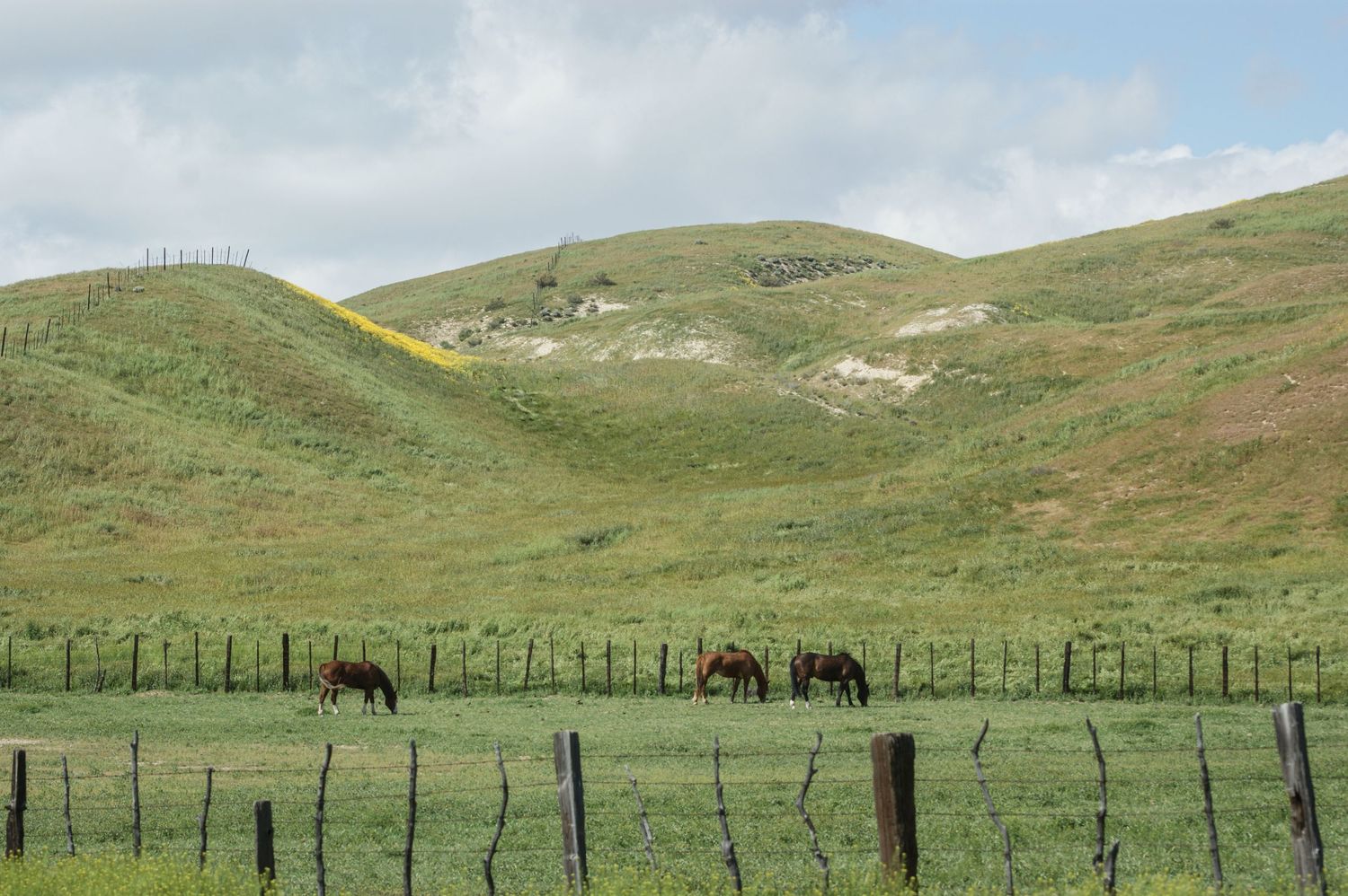 Horses grazing in green pasture with rolling hills under cloudy sky.