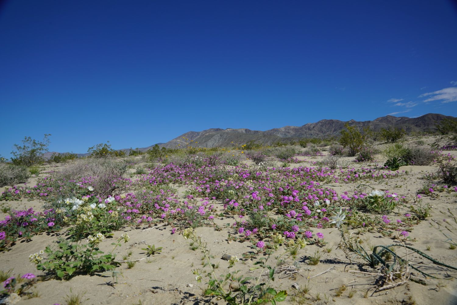 Vibrant pink and white wildflowers blooming in sandy desert with mountain backdrop.