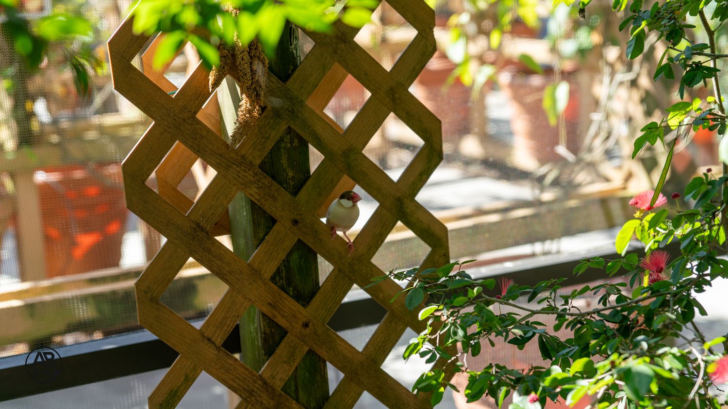 A small bird perched behind a wooden diamond lattice trellis surrounded by green foliage.