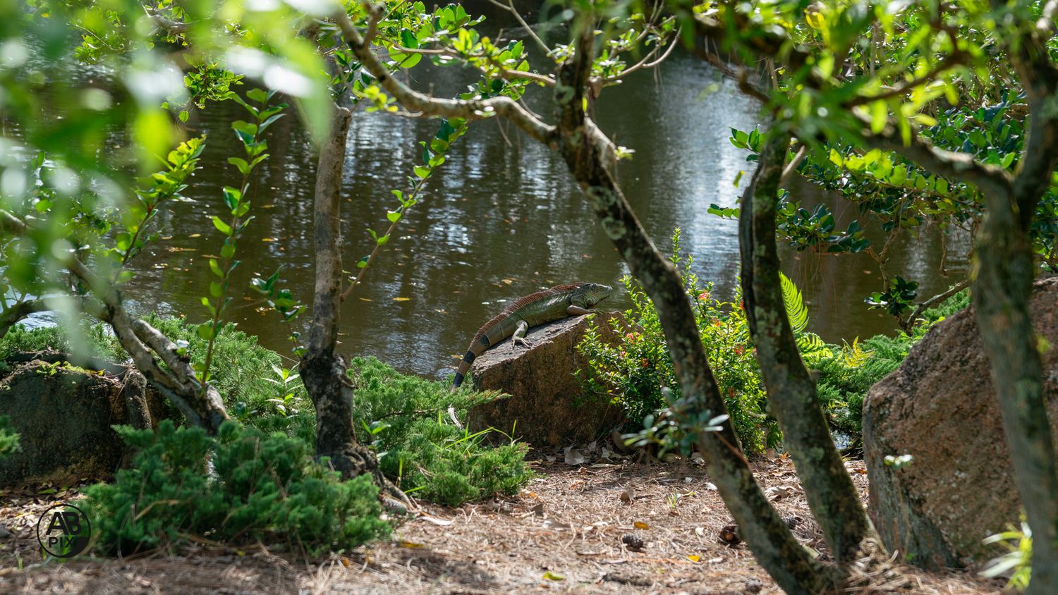 Small bird perched among green shrubs and trees near a reflective pond.
