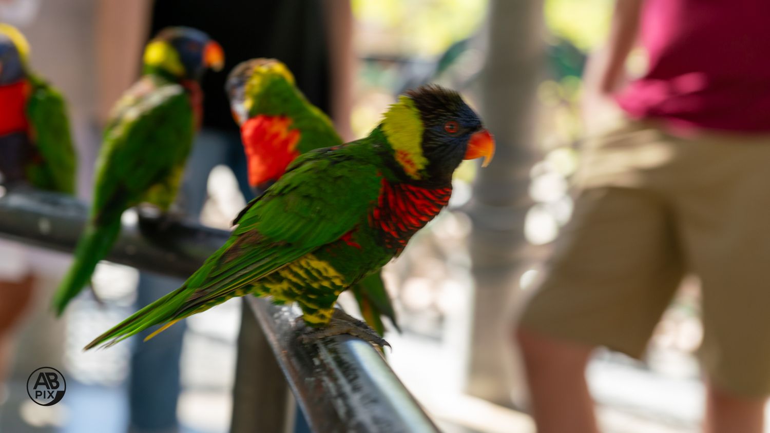 Colorful rainbow lorikeet parrots perched on a metal railing in a bright outdoor aviary setting.