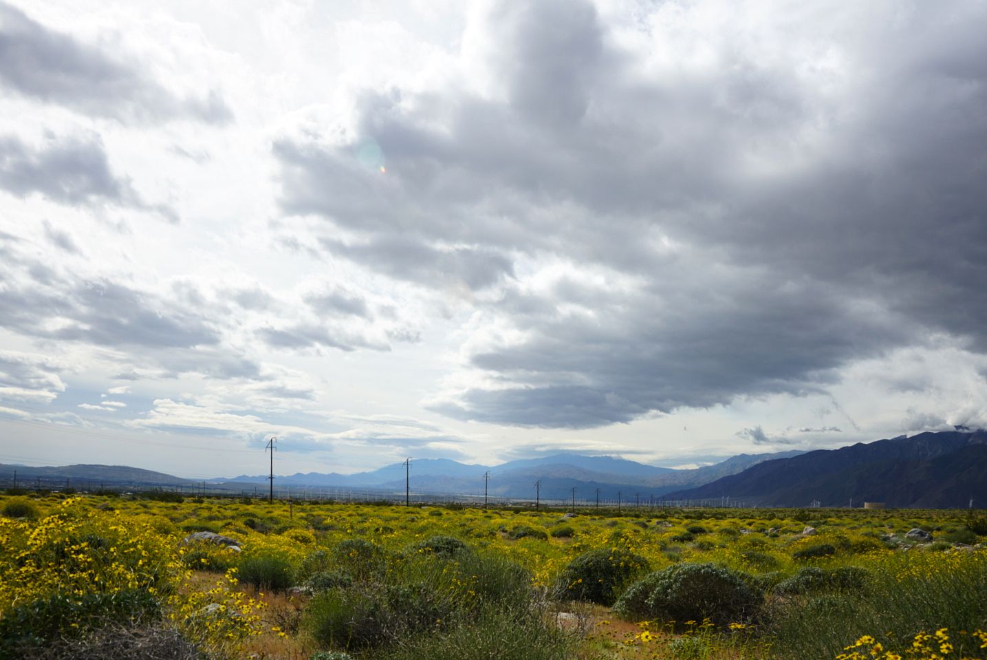 Vast field of yellow wildflowers stretching toward mountains under dramatic cloudy sky.
