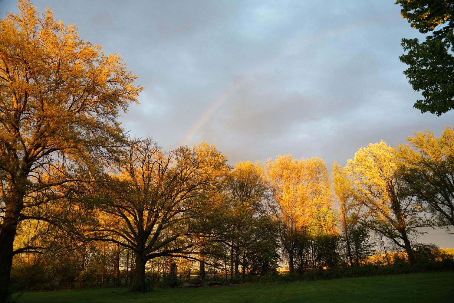 Golden autumn trees illuminated by sunset light with a rainbow arching across cloudy sky.
