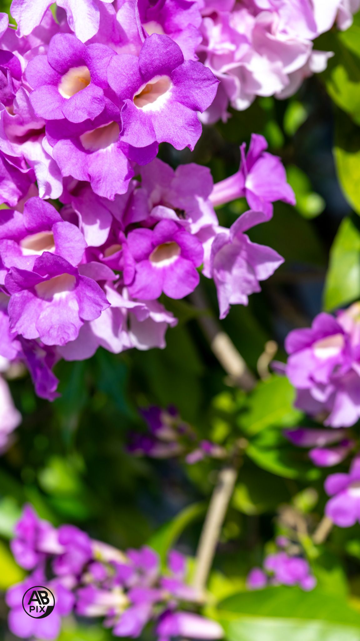 Close-up of vivid purple tubular flowers with white centers blooming among green leaves in sunshine.