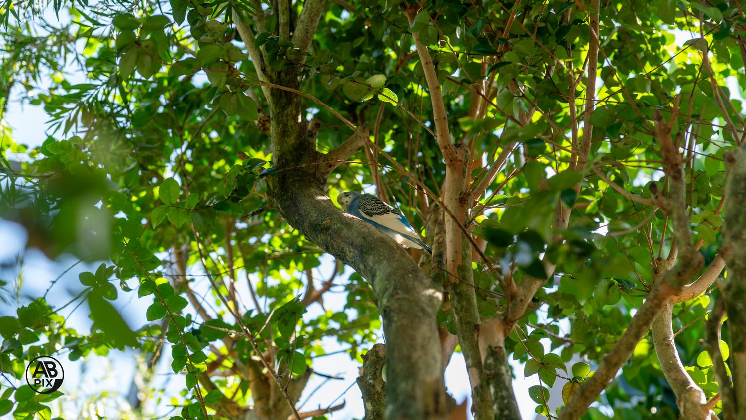 A small bird partially hidden among dense green tree branches in natural sunlight.