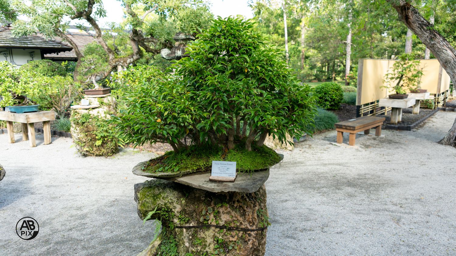 A dense green bonsai tree growing in a mossy stone pot in an outdoor garden.
