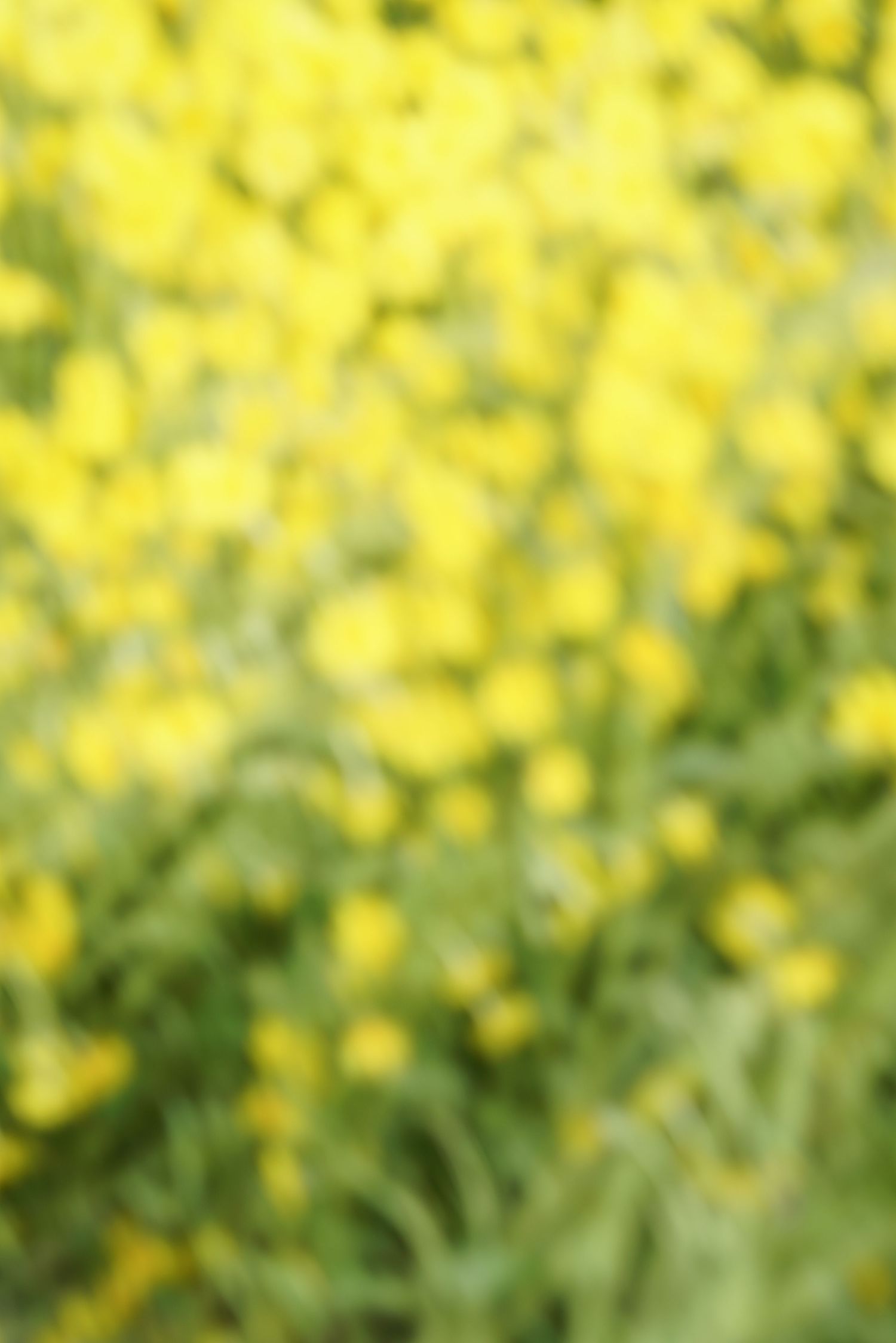 Blurred close-up of bright yellow wildflowers and green foliage creating a soft bokeh nature background.