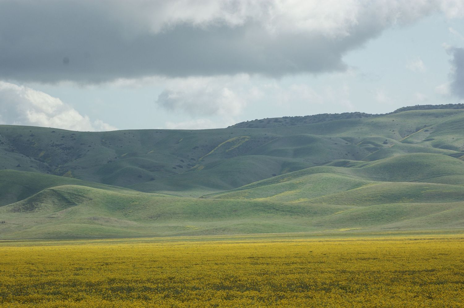 Yellow wildflower meadow stretching toward green rolling hills under cloudy sky.