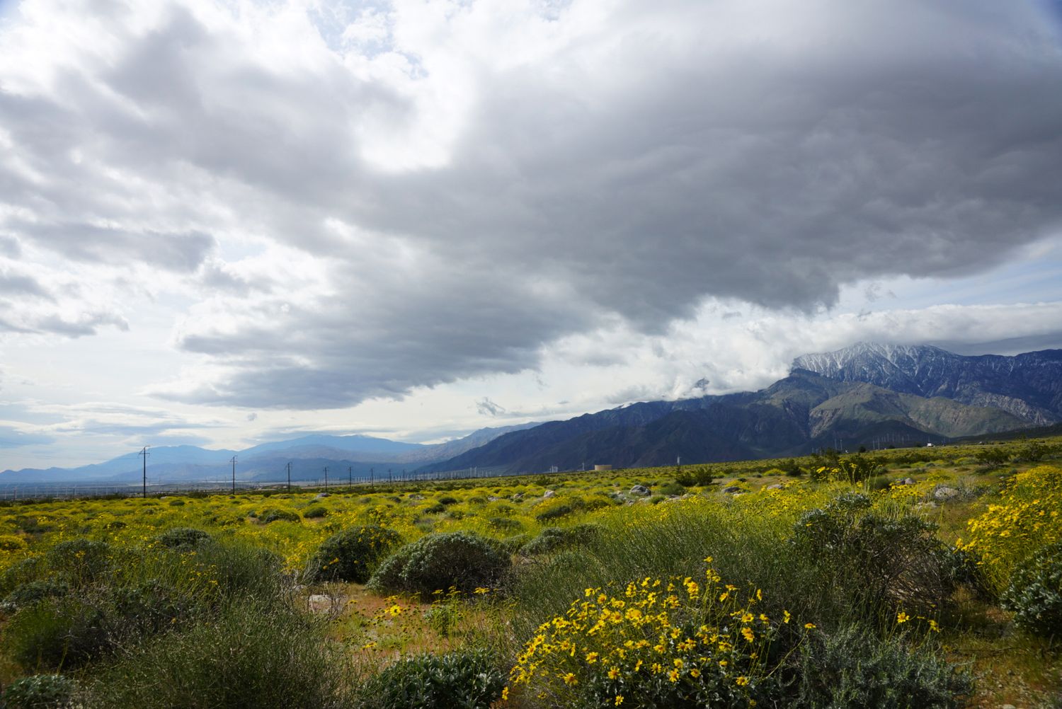 Yellow flowering desert shrubs stretch across an arid landscape beneath stormy clouds and snow-dusted mountains.