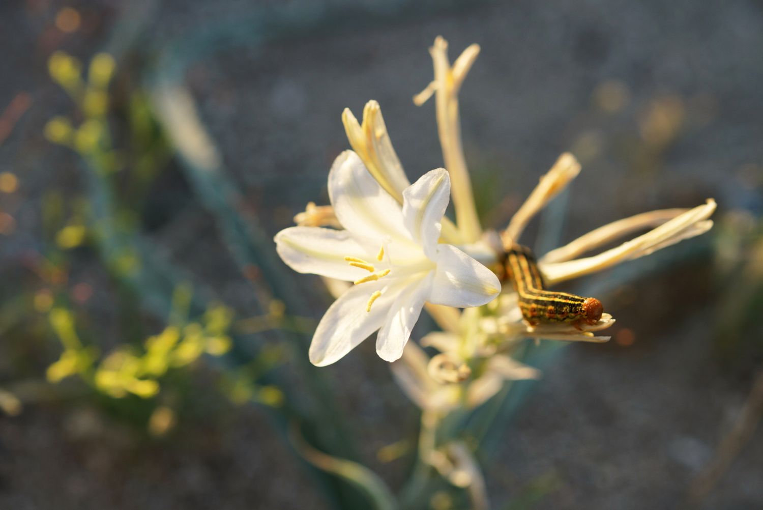 White desert lily flower blooming in arid landscape with golden sunlight.