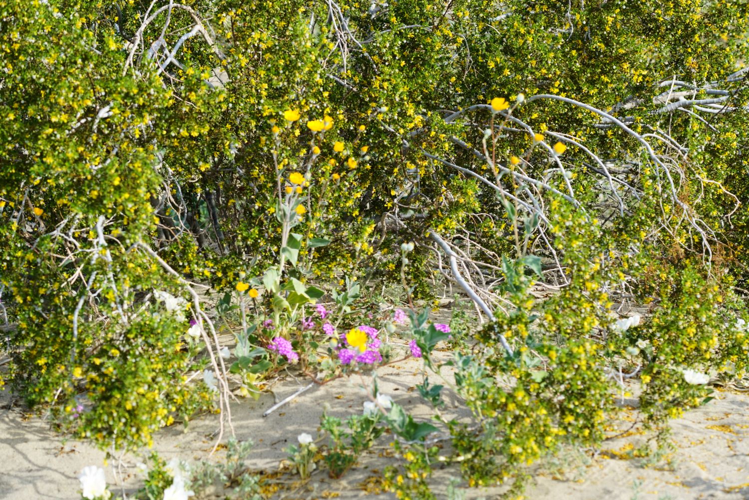 Dense yellow desert shrubs with pink and purple wildflowers blooming at the base in sandy soil.