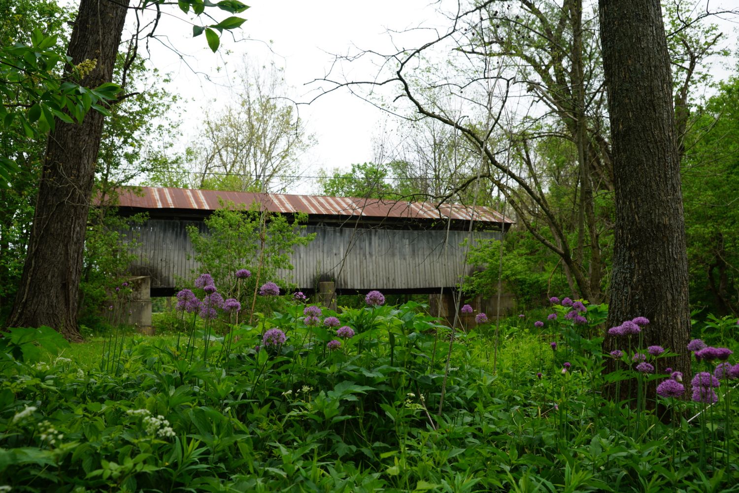 A weathered gray covered bridge with a rusty tin roof is partially hidden by purple wildflowers and trees.