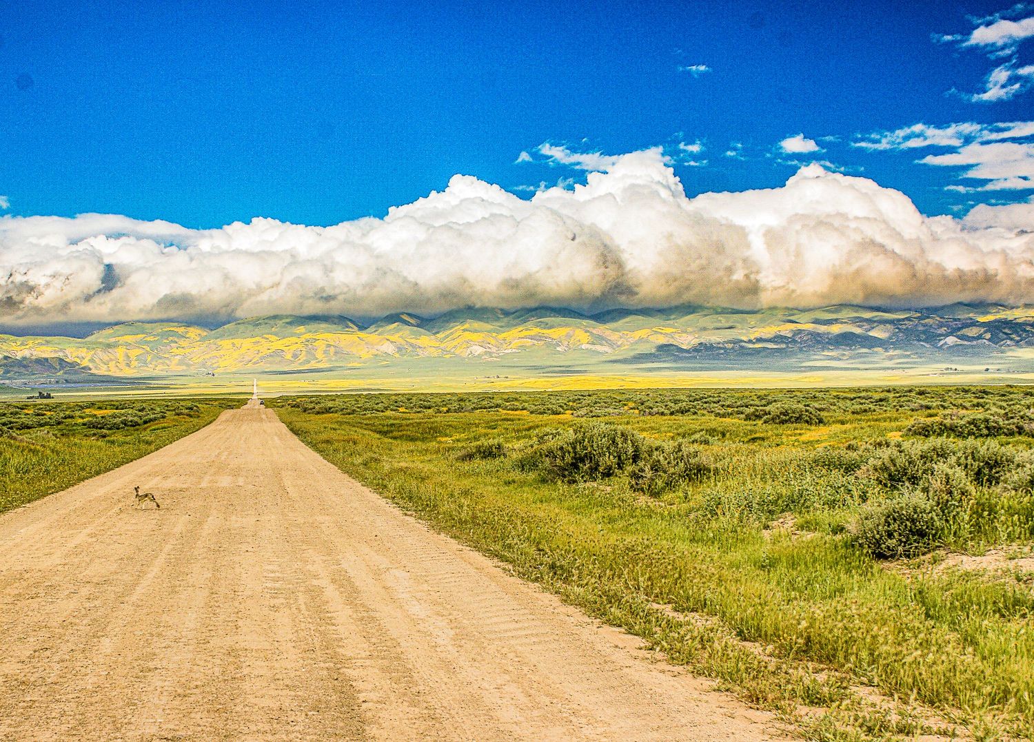 Dirt road through green plains with a coyote crossing under a dramatic blue sky with large white clouds.