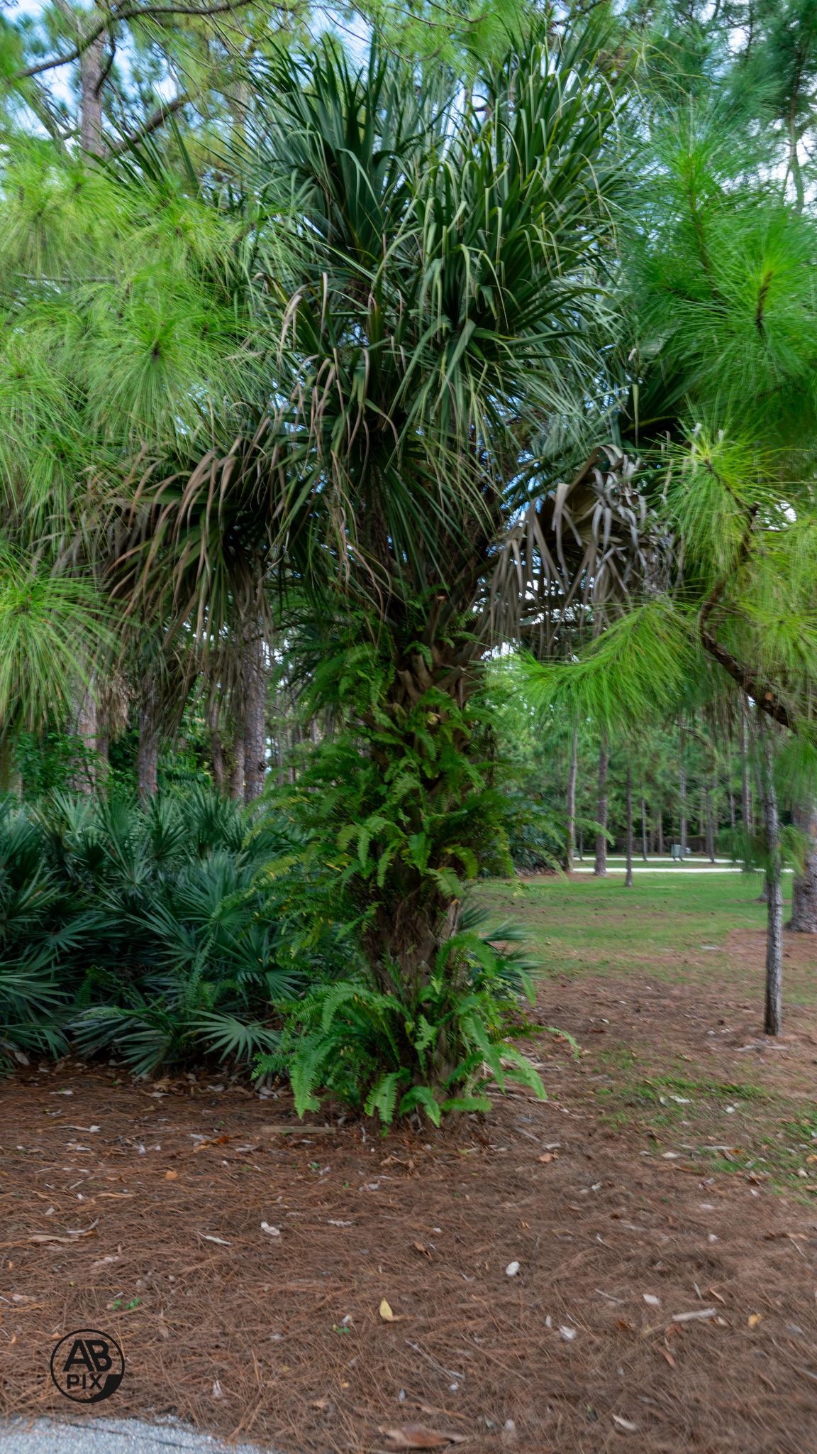 Tall Sabal palm tree with fern growth on trunk surrounded by pine trees and mulched ground.