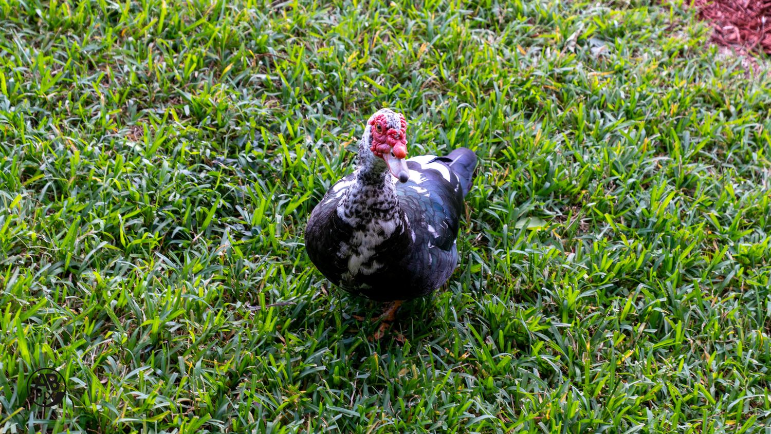 Single Muscovy duck with red facial caruncles standing on lush green grass.