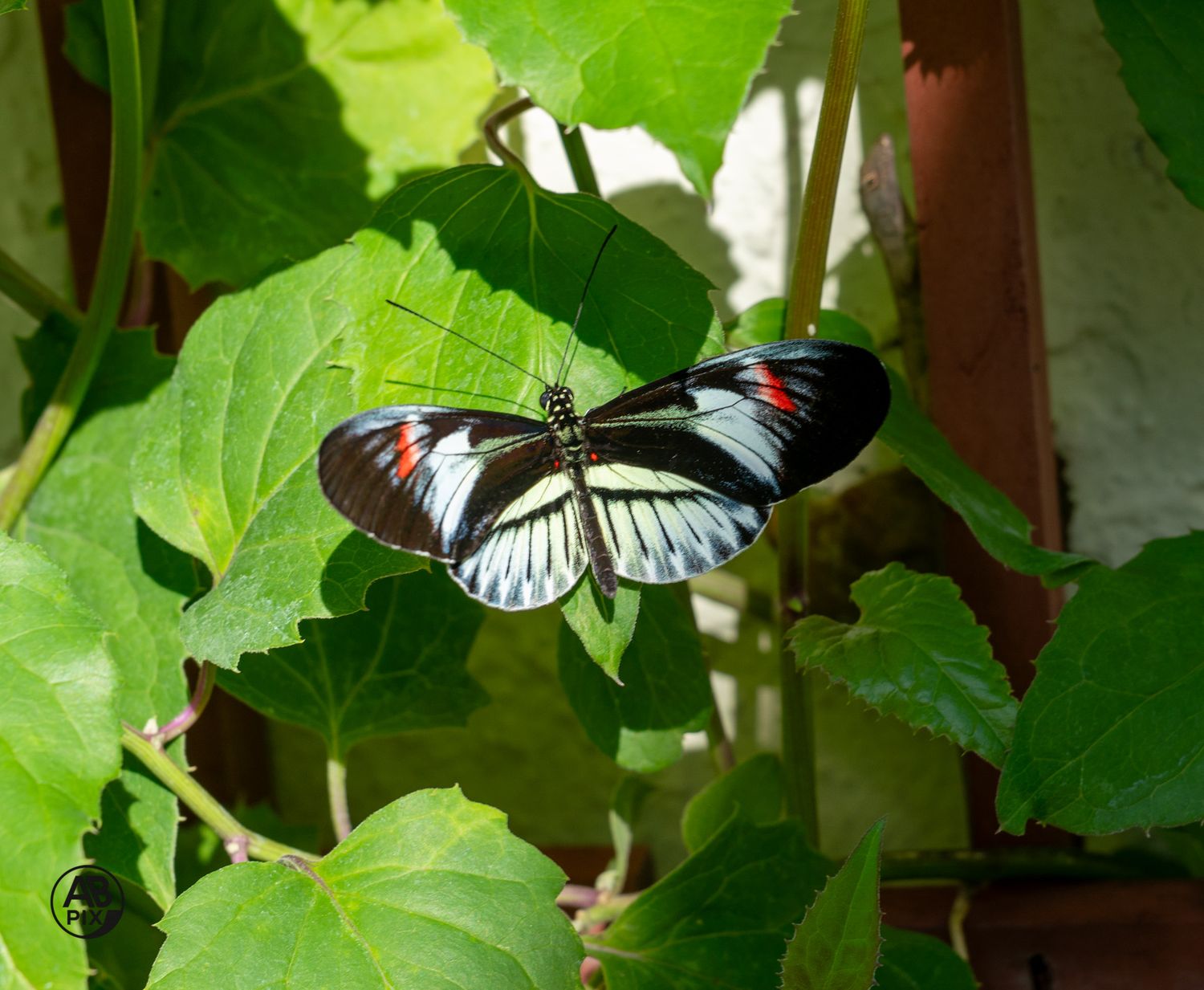 Black and white piano key butterfly with red markings resting on large green leaves in sunlight.