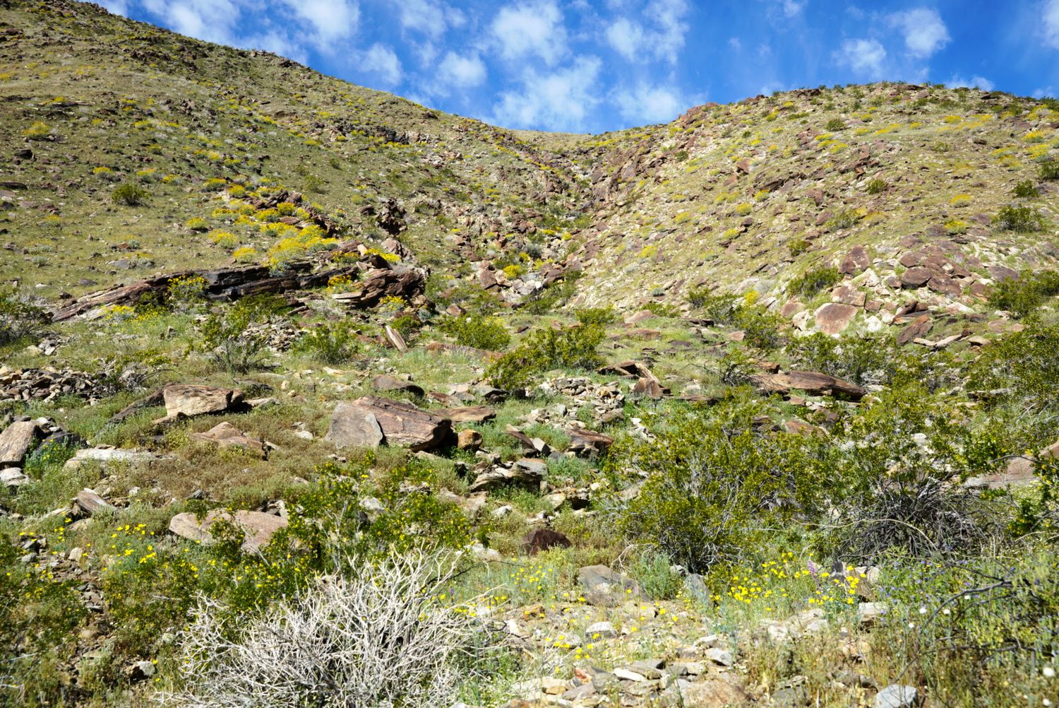 Yellow wildflowers and desert shrubs bloom across a rocky mountain hillside in spring.